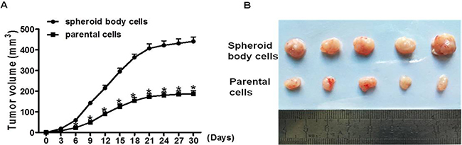 Spheroid body cells display high tumorigenic potential in vivo.
