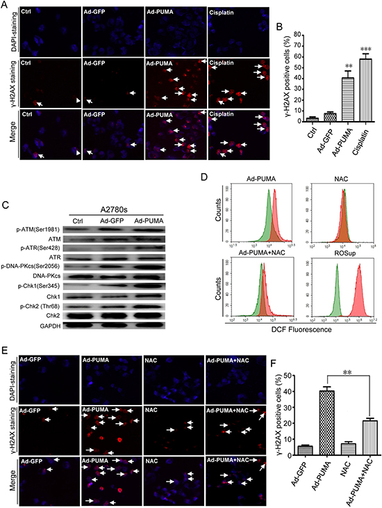 Detection of ROS-triggered DNA damage and its abrogation by NAC.