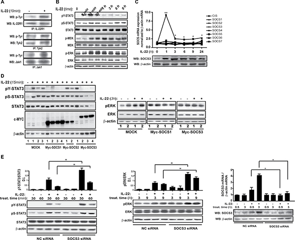IL-22 induces SOCS3, which limits STAT3 and Erk1/2 activation.