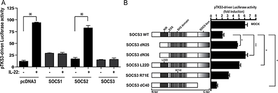 SOCS3 negatively regulates IL-22-dependent transcriptional activity of STAT3 through its KIR and ESS domains.
