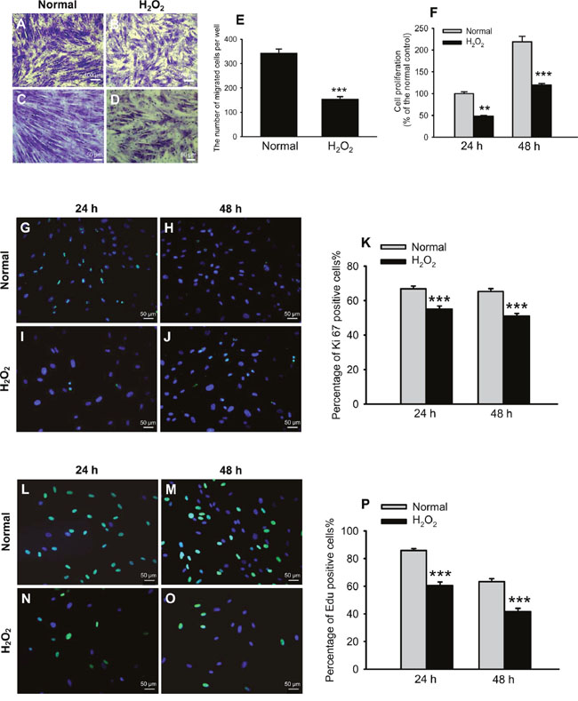 Oxidative stress impaired cell migration and proliferation.