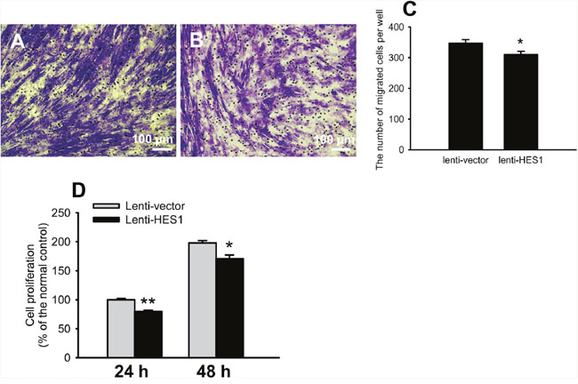 HES1 overexpression impaired the cell migratory and proliferative functions.