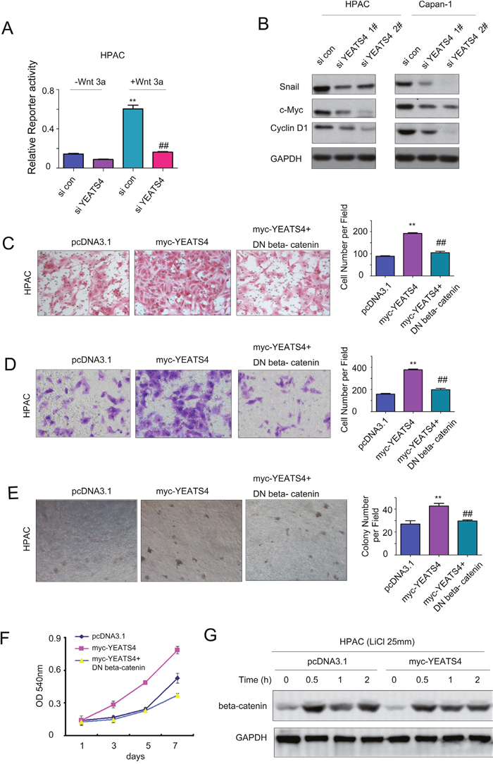 YEATS4 activated beta-catenin/TCF signaling in pancreatic cancer cells.