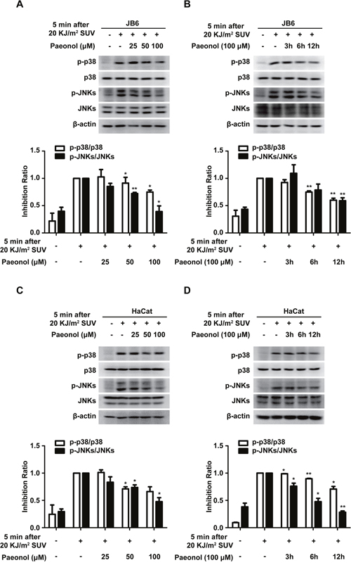 Paeonol down-regulates SUV-induced activation of p38 and JNKs.