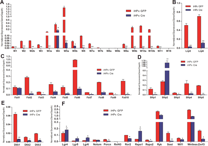 Expression patterns of the essential Wnt signaling components and regulators in the iHPx cells with or without the removal of the immortalizing gene SV40 T Antigen.