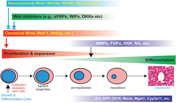 Nonecanonical Wnts modulates canonical Wnt-regulated cell proliferation and differentiation of liver progenitor cells.