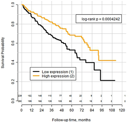 Kaplan&#x2013;Meyer curves for overall survival of patients with clear cell RCC from the TCGA-cohort (n=489) after tumor excision, stratified according the mRNA expression of the PLIN2 gene (adipophilin) with the expression cut-off = 17995 transcript calls.