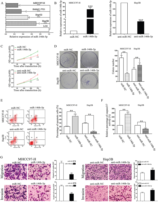 The effects of miR-146b-5p on proliferation, apoptosis, migration, and invasion of HCC cells.