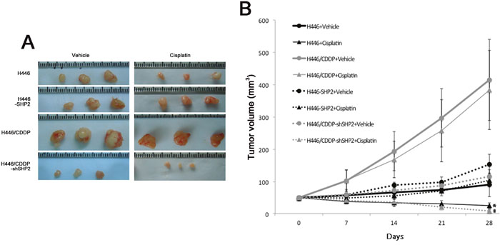 Evaluation of cisplatin sensitivity in tumor cell lines injected into nude mice.