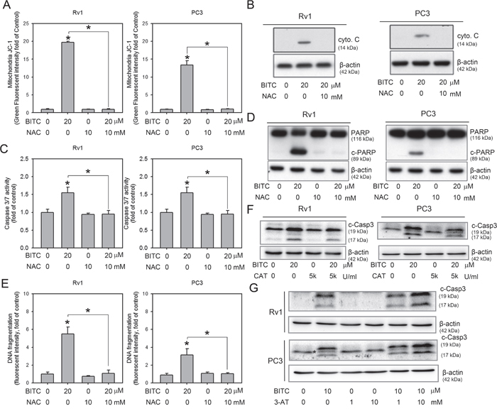 Inhibition of BITC-induced ROS attenuated apoptosis.