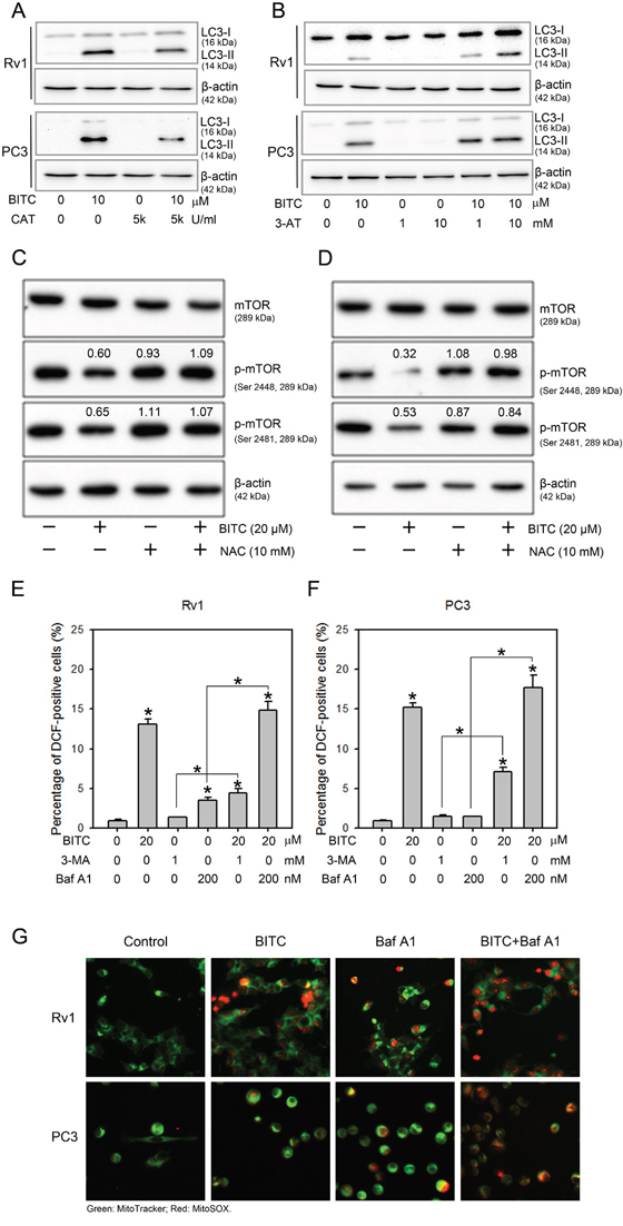 BITC-induced autophagy was attenuated by CAT or 3-AT, but autophagy inhibitors did not inhibit BITC-induced ROS production.