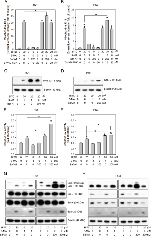 Inhibiting autophagy further increases BITC-induced apoptosis via the down-regulation of anti-apoptotic Bcl-2 family proteins.