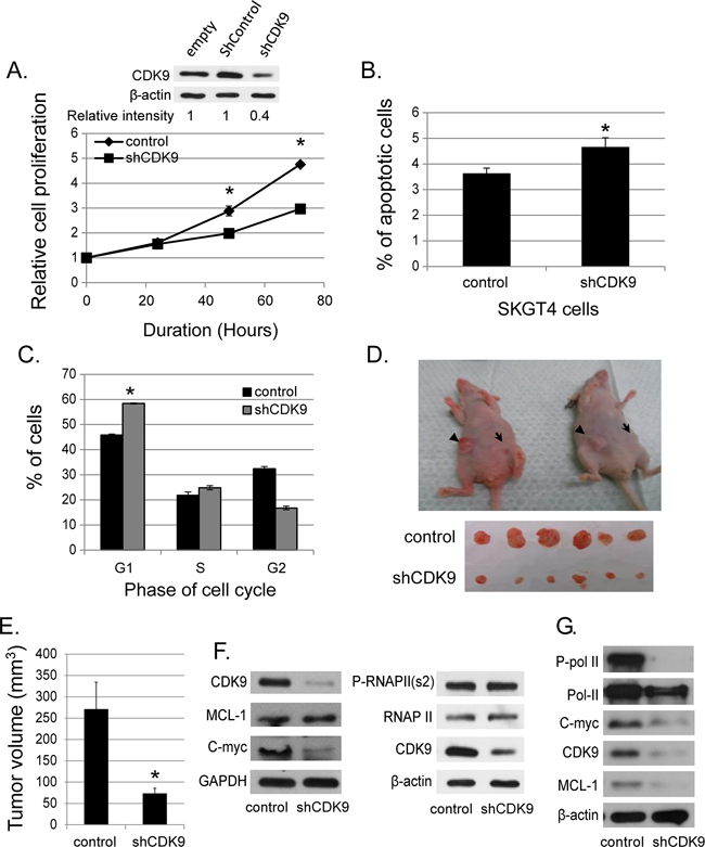 Effects of genetic (shRNA) downregulation of CDK9.