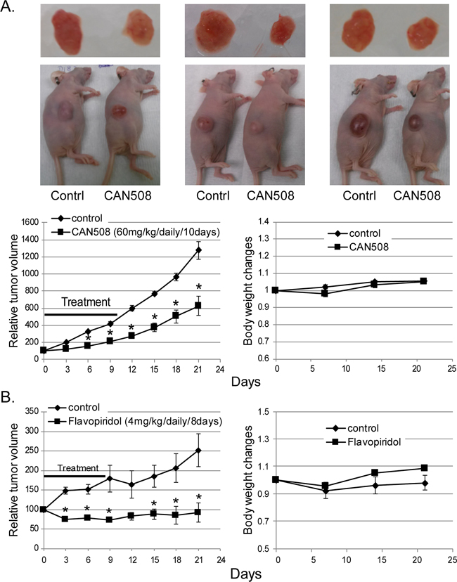 Effects of pharmaceutical inhibition of CDK9 on EAC cell growth in nude mice.