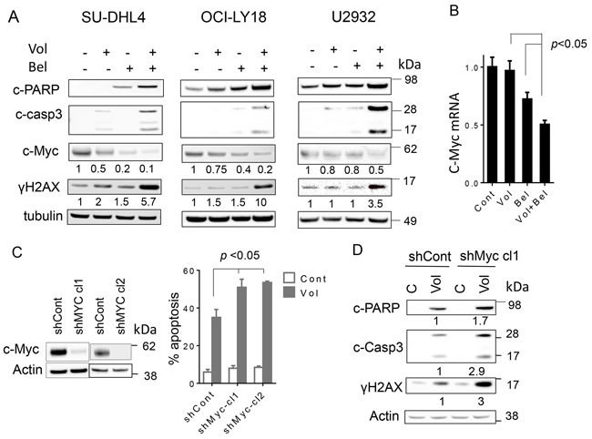 Co-exposure of DLBCL to volasertib and belinostat leads to induction DNA damage, downregulates c-Myc and knocking down of c-Myc potentiates the lethality of volasertib.