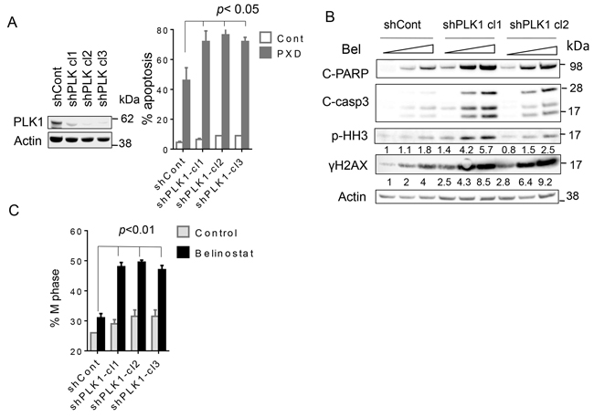 Knockdown of PLK1 strikingly potentiates belinostat-mediated apoptosis in SU-DHL4 cells.