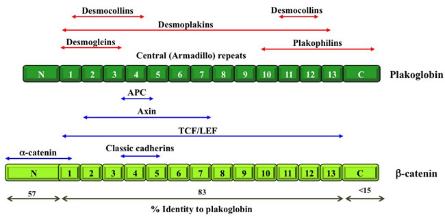 Schematic structure of &#x3b2;-catenin and plakoglobin.