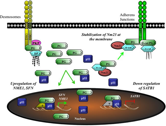 Potential model for the tumor/metastasis suppressor activity of plakoglobin via the regulation of gene expression.
