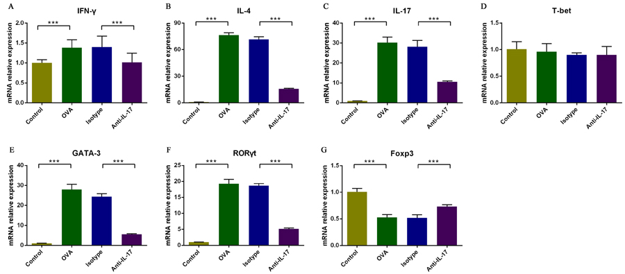 Analysis of the effects of an IL-17 blockade on the nasal mucosal expression of mRNAs encoding Th1, Th2 and Th17 cell-related cytokines and of Th1, Th2, Th17, and Treg cell-specific transcription factors using real-time PCR.