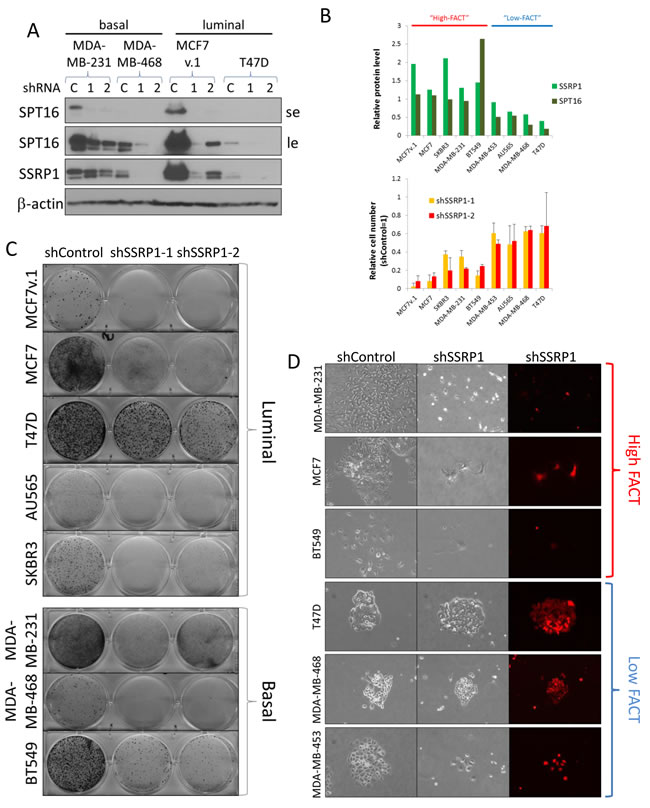 Sensitivity of BrCa cells to FACT knockdown.