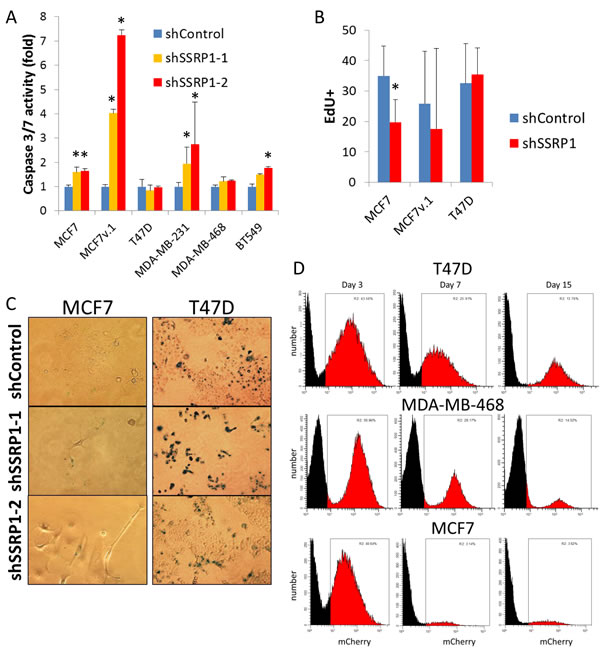 Consequences of FACT knockdown in BrCa cells.