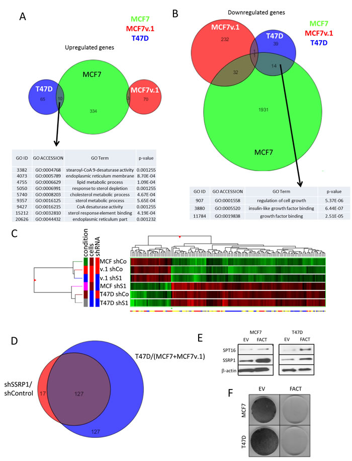 Changes in transcriptional programs in BrCa cells upon FACT knockdown.