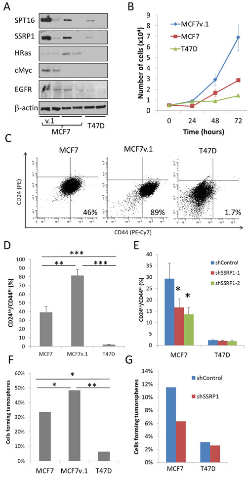 Phenotypical differences between cells with high and low FACT expression.