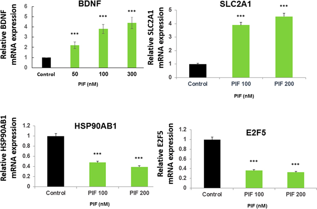 PIF promotes BDNF, SLC2A1, and reduces HSP90AB1, and E2F5 expression in astrocytes.