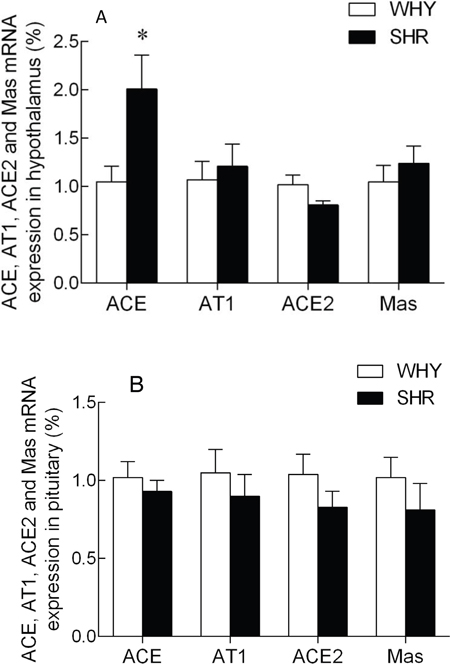 The expression of ACE, AT1R, ACE2 and MasR mRNA in hypothalamus and pituitary of SHR compared with WKY.