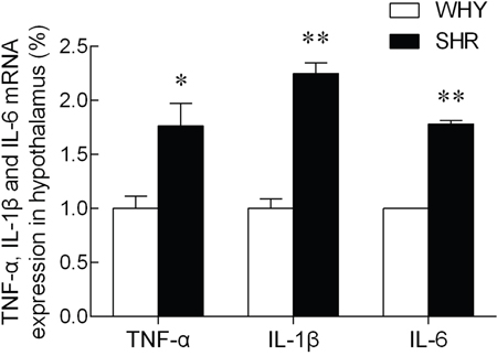 The expression of TNF-&#x03B1;, IL-1&#x03B2; and IL-6 mRNA in hypothalamus.