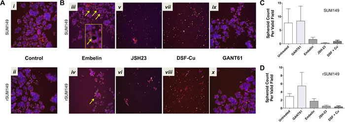 Application of 3D high content assay to test compounds known to target XIAP and NF&#x03BA;B pathways in parental SUM149 and isotype matched drug-resistant isolate, rSUM149, cells.