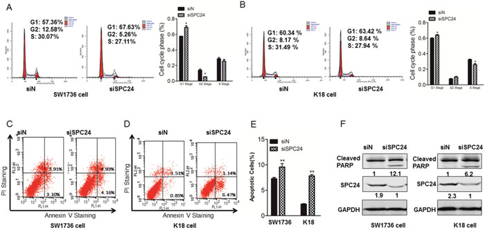 Downregulation of SPC24 induced the cell cycle arrest and promoted cell apoptosis.