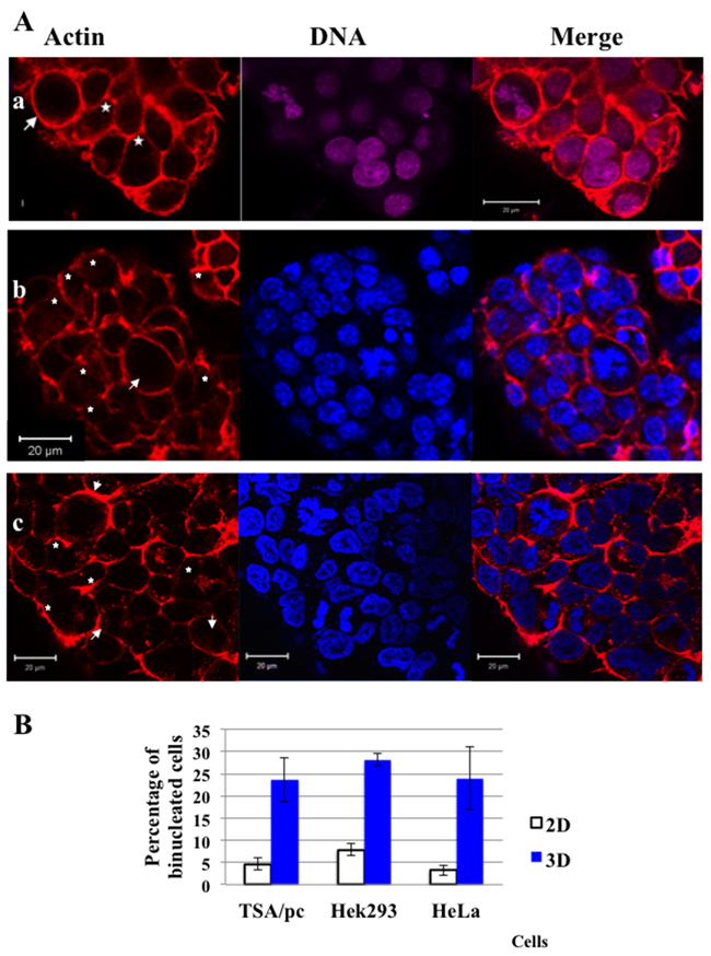 Cytokinesis failure and presence of binucleated cells in spheroids.