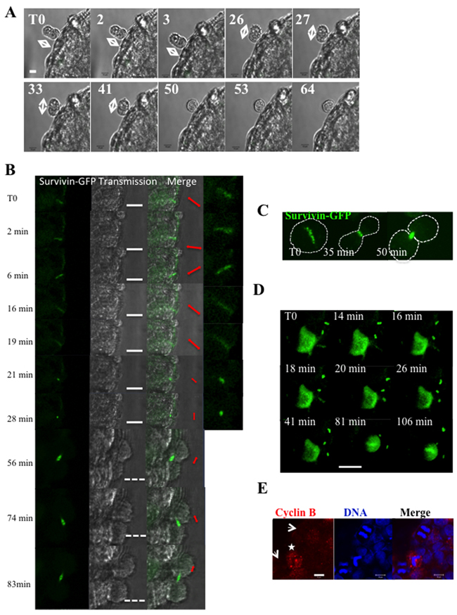 Time-lapse experiments on whole HeLa spheroids.