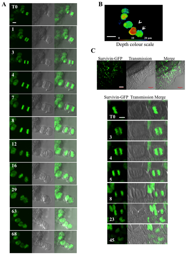 Time-lapse experiments on whole Hek293 spheroids.