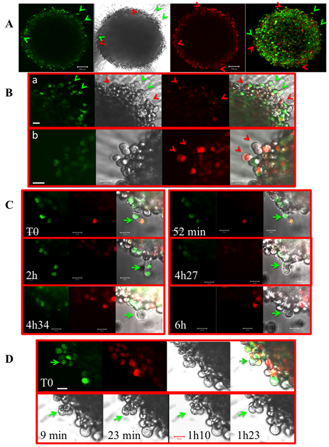 Experiments on Fucci-HeLa cells.