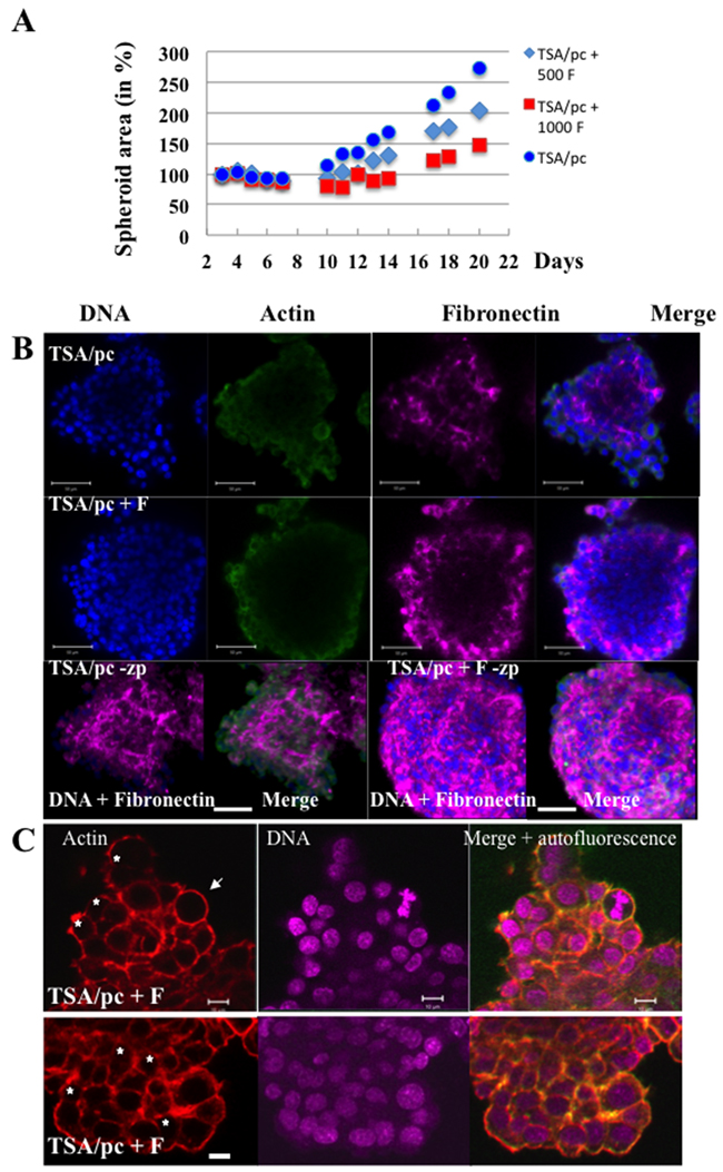 Bi-nucleated cells in mixed spheroids.