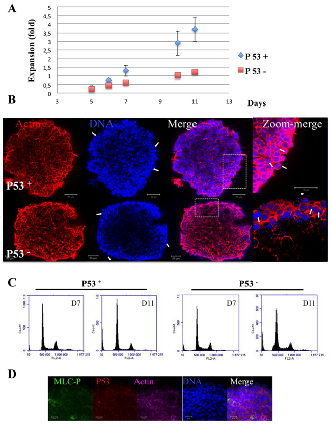 Hct116 (P53 + and P53-) Spheroids.