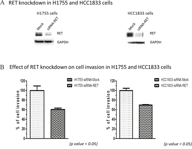 Effect of RET silencing on cell invasion in lung AD cells.