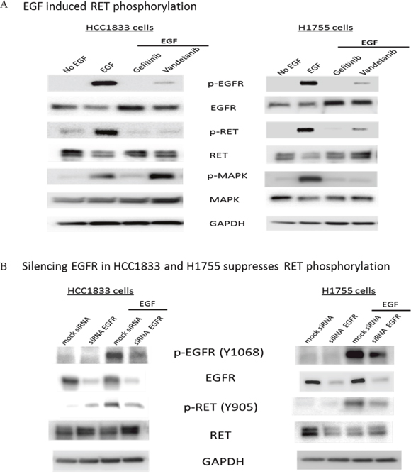EGF induced phosphorylation of RET in HCC1833 and H1755 cells.