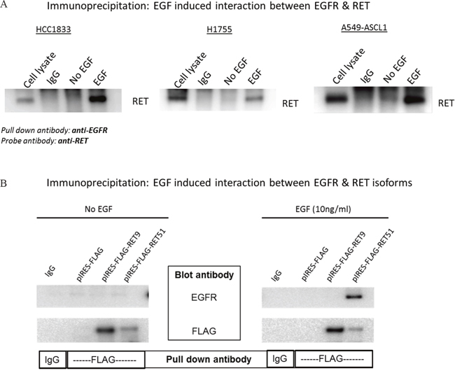 EGF induced interaction between EGFR and RET.