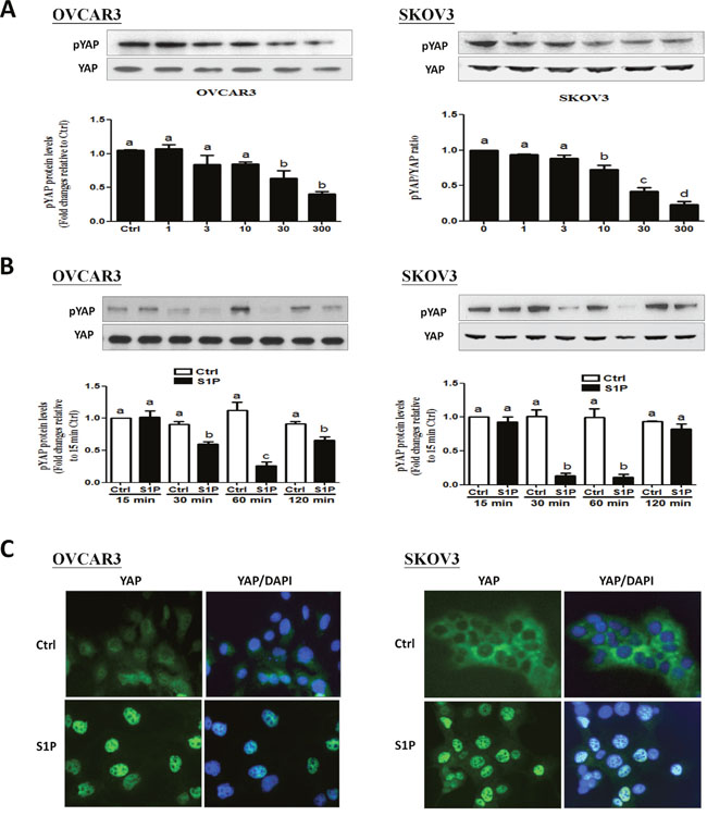S1P induces a decrease in phosphorylated YAP and a nucleus translocation of YAP in OVCAR3 and SKOV3 cells.