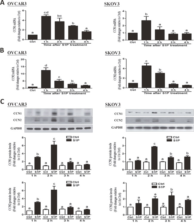 S1P up-regulates the expression of CCN1 and CCN2 in OVCAR3 and SKOV3 cells.