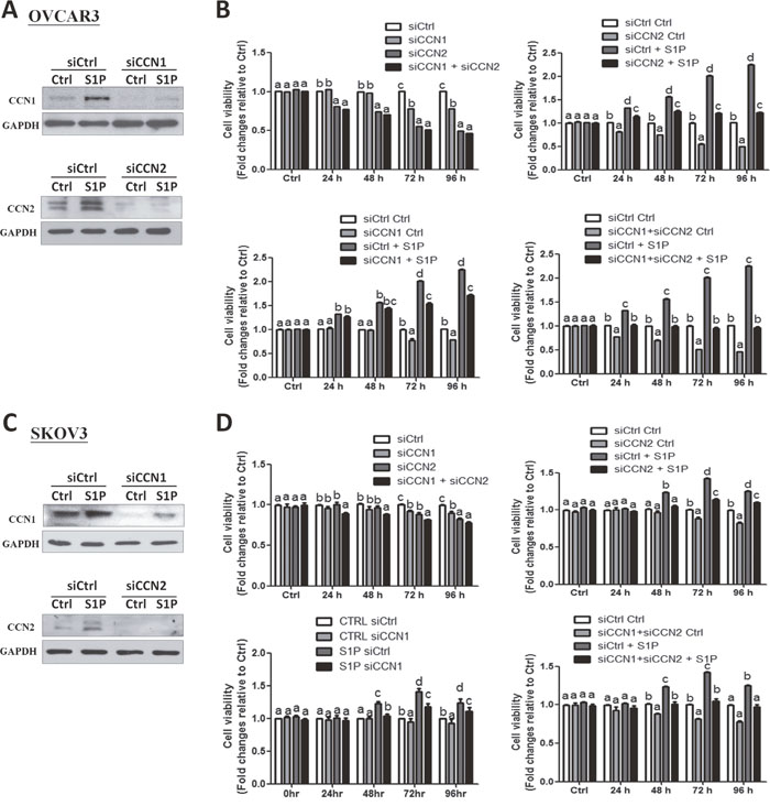 CCN1 and CCN2 mediate the S1P-induced cell proliferation in OVCAR3 and SKOV3 cells.