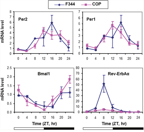 Circadian mRNA expression of core CGs in mammary glands of F344 and COP rats.