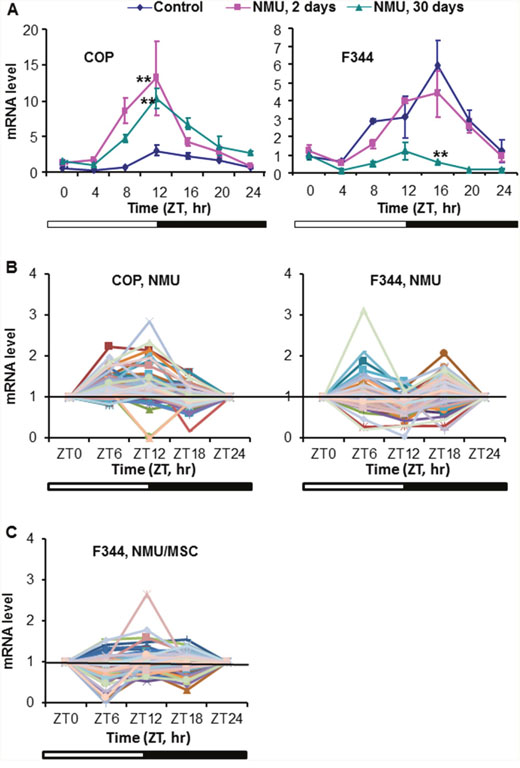 Differential response of Per2 and DDRR gene expression to NMU in mammary glands of F344 and COP rats.