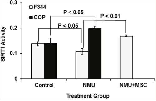 Comparison of SIRT1 activity in mammary glands of COP vs F344 rats after exposure to NMU.