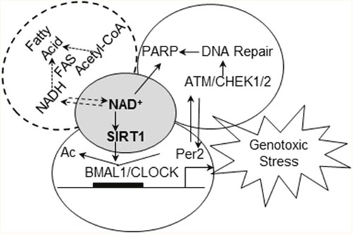 Working hypothesis of how circadian rhythm integrates signals from endogenous factors and genotoxic stresses to couple DDRR to circadian control.