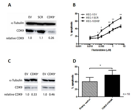 Cdk9 knock-down in MEC-1 cells and primary CLL cells.