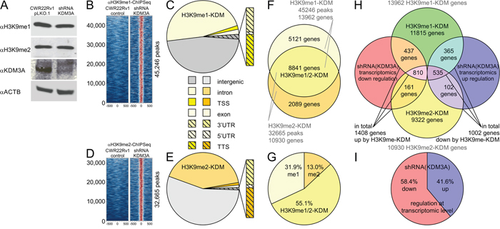 ChIP-Seq experiments with matched knockdown of KDM3A show gain of histone 3 lysine 9 methylation and transcriptional deactivation.